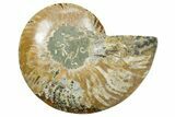 Cut & Polished Ammonite Fossil (Half) - Madagascar #354128-1